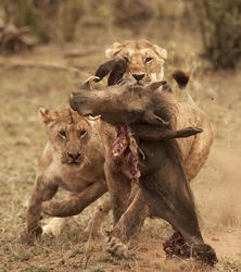 これぞサバイバル ライオンvsイボイノシシ ライオンvsハイエナ フィストリア