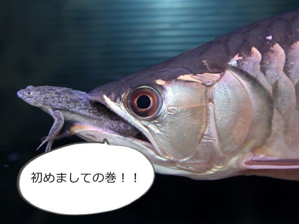 淡水魚の種類について 梶原君による淡水魚の雑学集