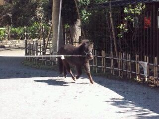 神田明神の あかりちゃん ってご存知 御茶ノ水界隈 ファイブワンより愛をこめて