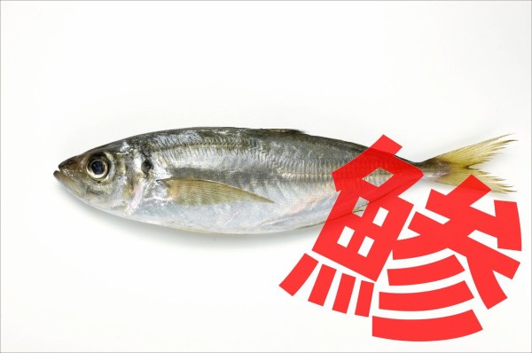 北海道で尺アジが釣れる 道南アジング情報 Live Freely Go Fishing