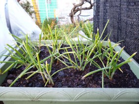 その後の九条ネギとかわいい栽培 Enjoy In 菜園