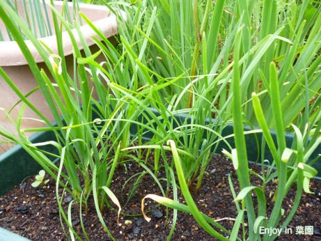 古株ニラと種からニラ 自然薯たちに救いの支柱 Enjoy In 菜園
