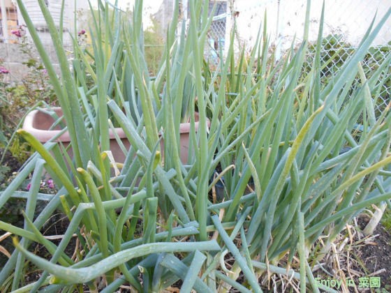 やぐらネギの収穫 壬生菜の欠き採り収穫 Enjoy In 菜園