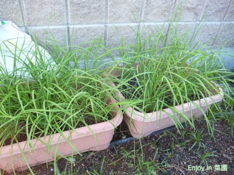 ニラ軟白化に挑戦 ジャンボが一番 Enjoy In 菜園