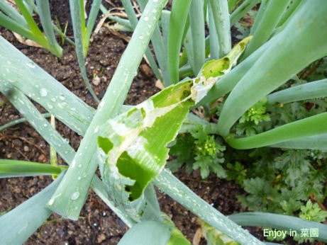 ネギ被害 鞍掛豆1株 Enjoy In 菜園