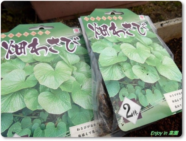 畑わさびの植え付け 夏野菜種蒔き開始 Enjoy In 菜園