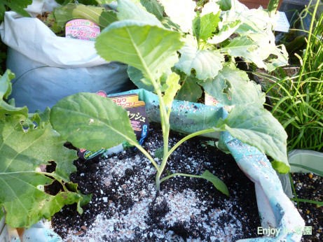 ニンニクの植え付け ホワイトバニラッシュ Enjoy In 菜園