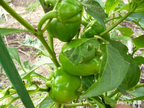 フルーツパプリカは変な顔 トマト色付き報告 Enjoy In 菜園