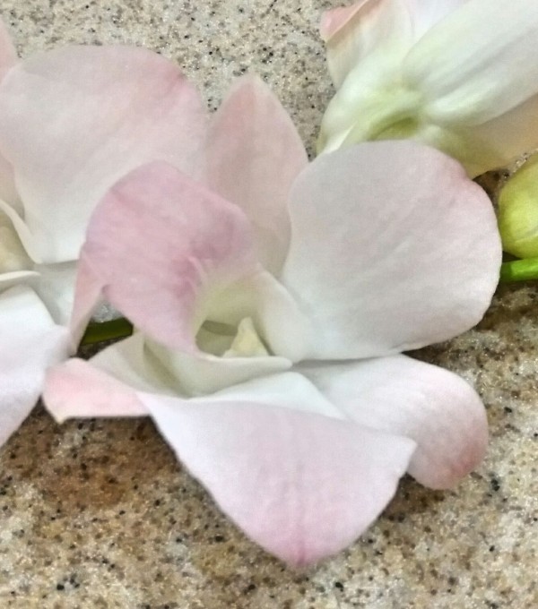 ９月の誕生花はデンファレ フラワーケンズ 明石ビブレのblog