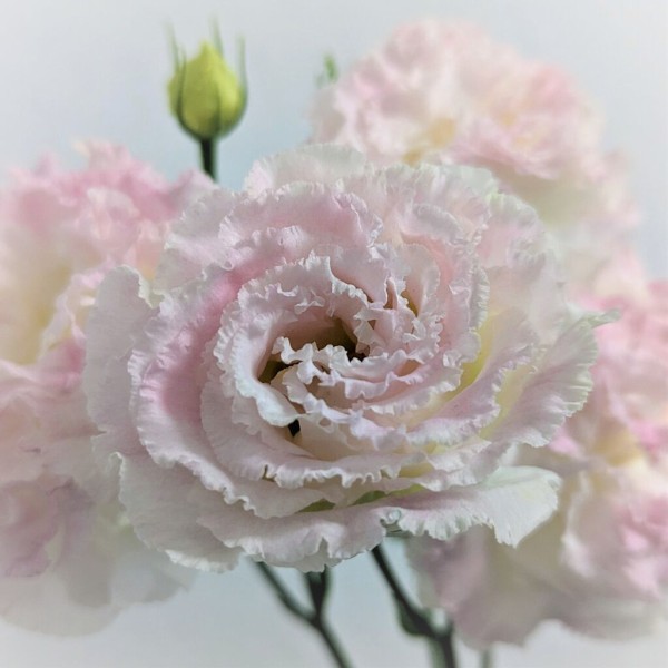 36b0cbcf486528d1718498767a6d98