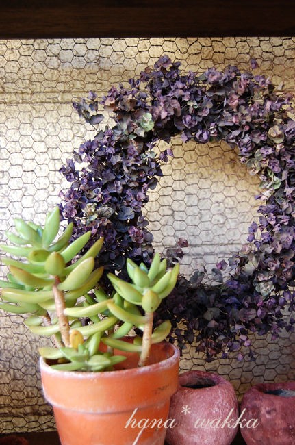 ユーフォルビア ブラックバードのドライリース はなわっか