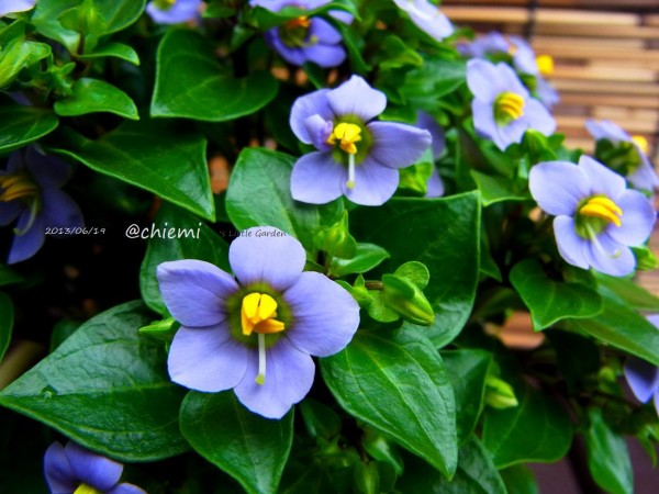 エキザカム アフィネ 花綴り