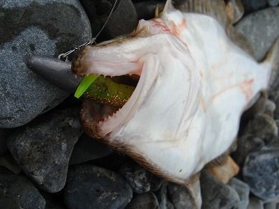 歯形でわかる魚種判別法 フラッター日誌