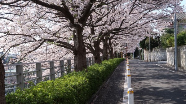 フルーツバスケット 聖地巡礼 田園調布 多摩川 武蔵小杉 二子玉川編 フラバーのふらふらアニメ聖地巡礼