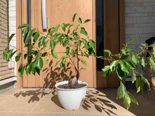 丸坊主はその後の生え方が問題 あーやっちゃった