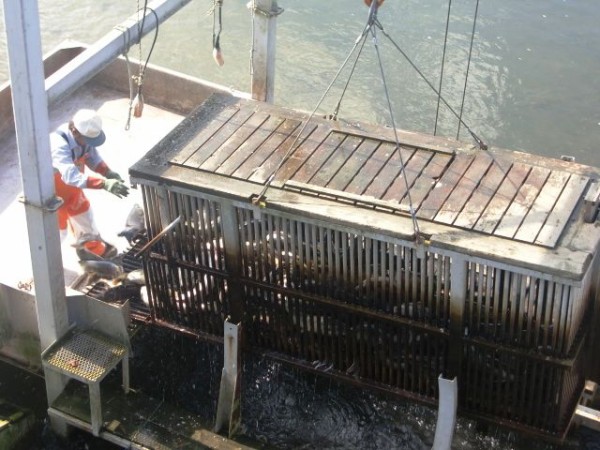 十勝釧路管内さけます増殖事業協会 親魚捕獲施設 猿別川 Wing Blog 帯広 十勝のラジオ局 Fm Wingのblog