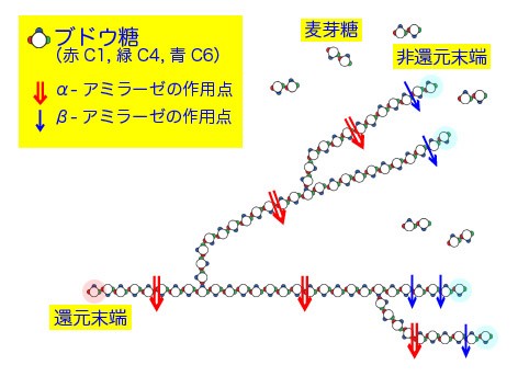 食品学実験2 管13 酵素の働きを知る実験1 ブログ De 授業 21