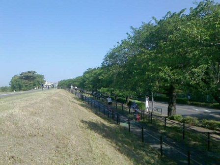 壁一面に張り付いた蔦の除去作業です ふぉるて上司ｓブログ