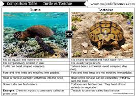 Rabbit Vs Hare Turtle Vs Tortoise School Life Is Wonderful