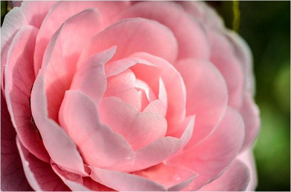 乙女椿 桜の蕾 ウーチャンの花暦