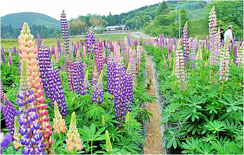 ルピナス ウーチャンの花暦