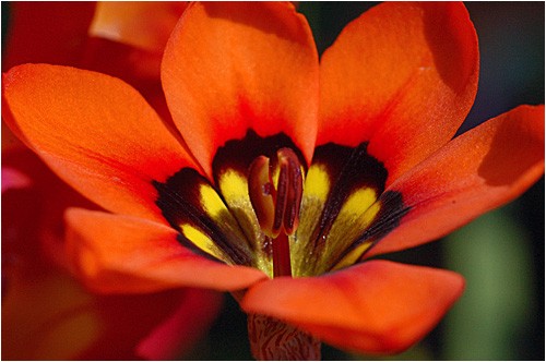 フリージャーpart2 ウーチャンの花暦