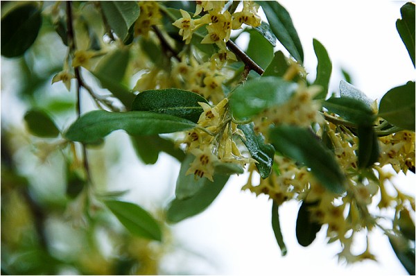 秋グミの花 ウーチャンの花暦