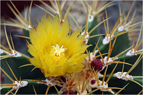 サボテン ウーチャンの花暦