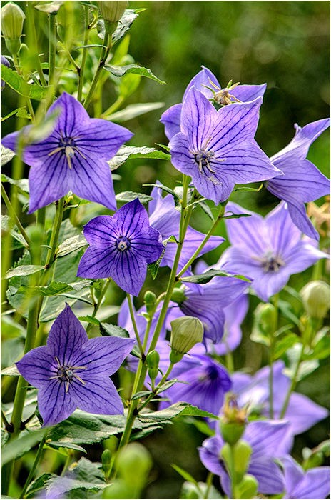 キキョウ ウーチャンの花暦