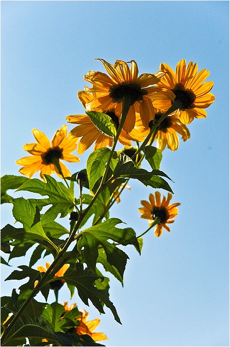 皇帝ひまわり ウーチャンの花暦