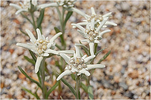 高山植物園 ウーチャンの花暦