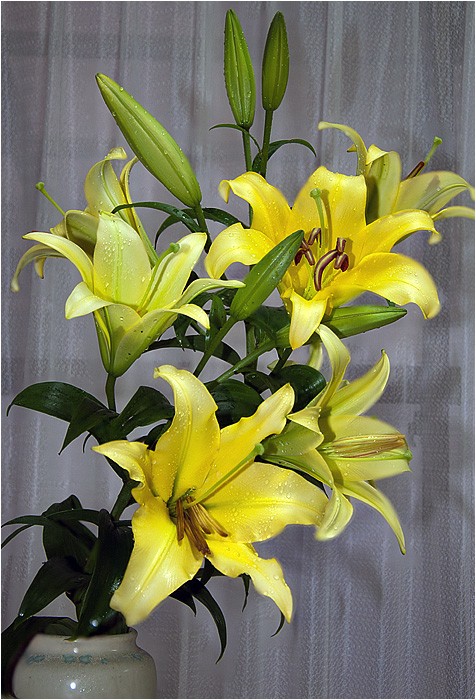 カサブランカ 黄色 ウーチャンの花暦