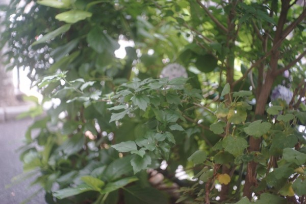 イスコ・ゲッチンゲン WESTANAR 50mm F2.8 C （Exaktaマウント