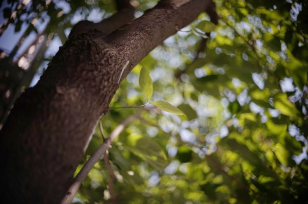 ボシュロム SUPER BALTAR 35mm F2 （Leica-Lマウント改造） : オールド