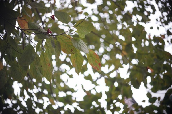 ロモ OKC1-50-6 50mm F2 （Leica-Lマウント改造） : オールドレンズのフォトベルゼ