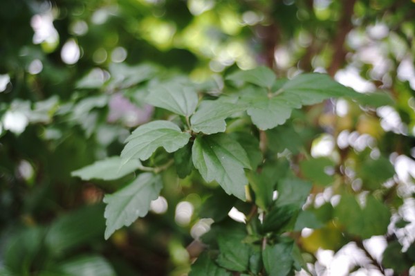 イスコ・ゲッチンゲン WESTROMAT 35mm F2.8 （M42マウント