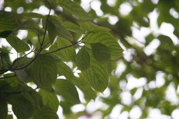 フォクトレンダー COLOR-DYNAREX 135mm F4 （M42マウント） : オールド