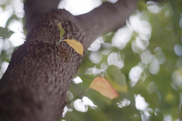 ペンタックス Auto-Takumar 55mm F2.2(M42マウント ペンタックス Auto-Takumar 55mm F2.2(M42マウント