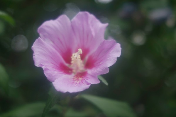 ロス XPRES 75mm F3.5 （M42マウント改造） : オールドレンズの