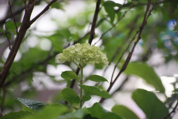 ビビター 90-180mm F4.5 VMC FLAT FIELD Series1 （for MINOLTA MD