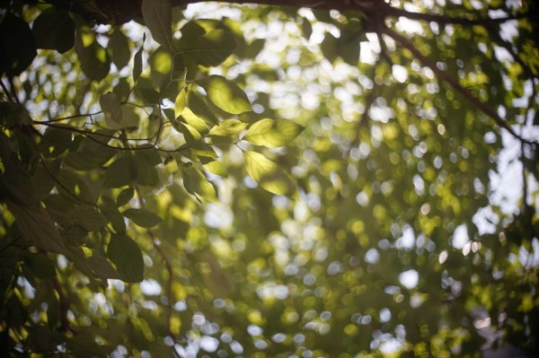 ロシア PO3-3M 50mm F2 （Leica-Lマウント改造） : オールドレンズの