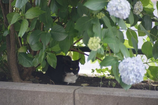 アーガス Cintar 135mm F2.8 （M42マウント） : オールドレンズの