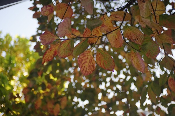 テーラーホブソン COOKE SPEED PANCHRO SER III 25mm F2 （for