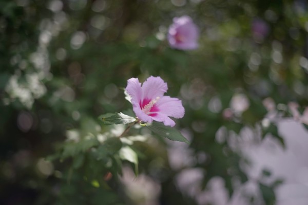 オリンパス F.Zuiko 50mm F1.8 （M42マウント） : オールドレンズの