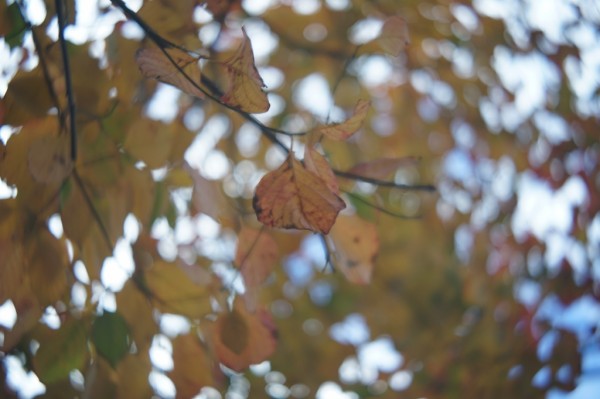 イスコ・ゲッチンゲン EDIXA-ISCOTAR 50mm F2.8 （M42マウント