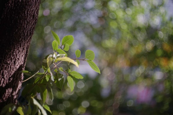 コーワ KOWA 50mm F1.9 （コーワSE M42マウント改造） : オールド