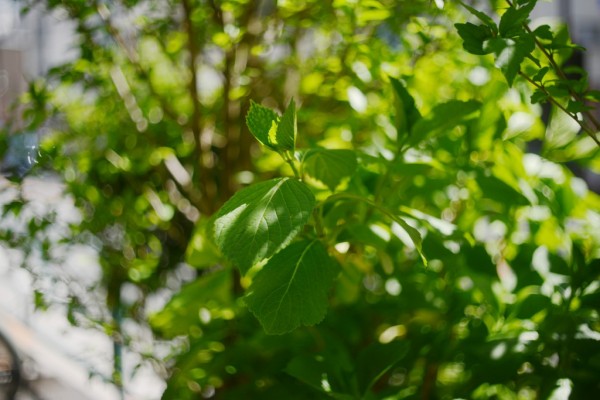 MC Helios-81H 2/50 Fマウント 単焦点レンズ【作例あり】 MC Helios-81H 2/50 Fマウント 単焦点レンズ【作例あり】 レンズ