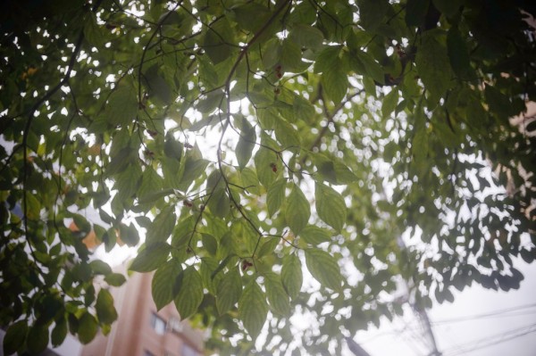 015_Boush&Lomb Baltar 35/2.3 バルターE-マウント改 015_Boush&Lomb Baltar 35/2.3 バルターE-マウント改