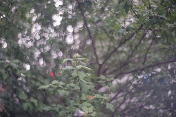 ズノー光学工業 ZUNOW 50mm F1.9 （Leica-Lマウント改造） : オールド