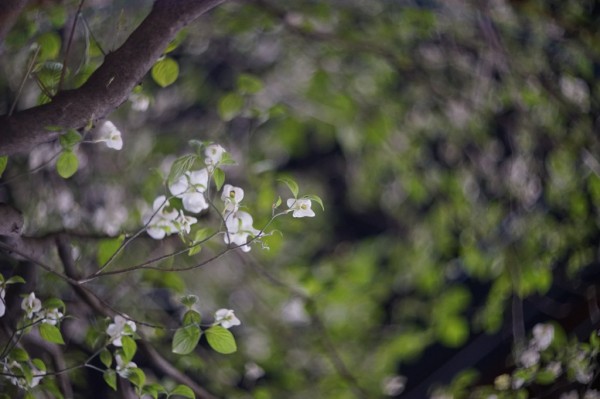 ロシア HELIOS-40-2-H 85mm F1.5 （for Nikon F） : オールドレンズの